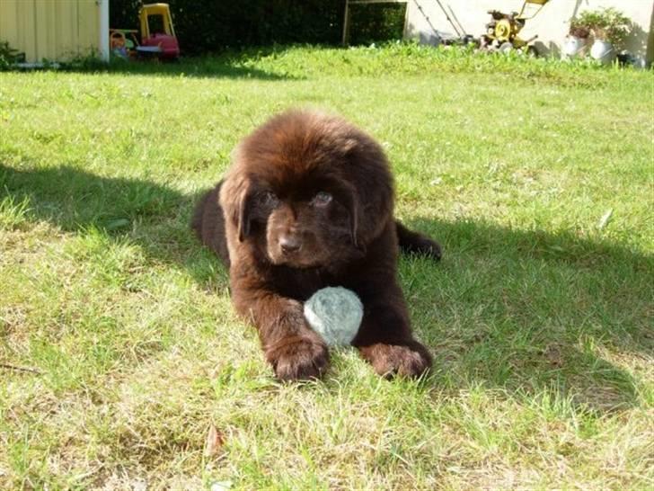 Newfoundlænder Alma - Alma med sin bold billede 5
