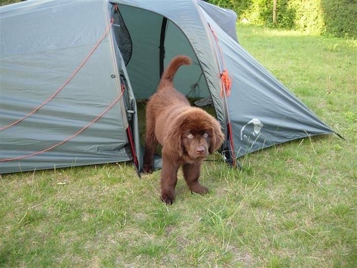 Newfoundlænder Alma - Man bliver da også hele tiden sendt ud af teltet... bare fordi man laver en smule ballade. billede 6
