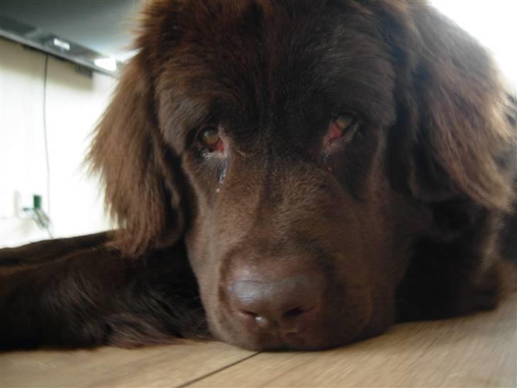 Newfoundlænder Alma - Man kan da også se lidt sørgmodig ud... billede 7