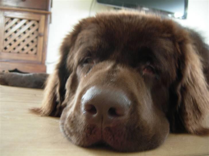 Newfoundlænder Alma - Bliv nu færdig med at tage de billeder, så man kan sove i fred! billede 8