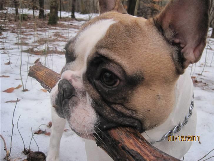 Fransk bulldog Walter - Pind billede 1