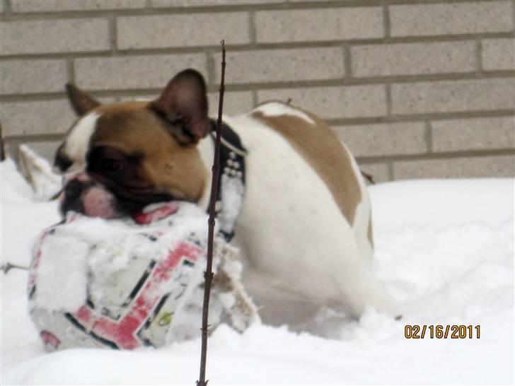 Fransk bulldog Walter billede 2