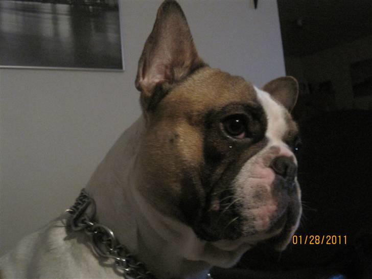 Fransk bulldog Walter billede 3