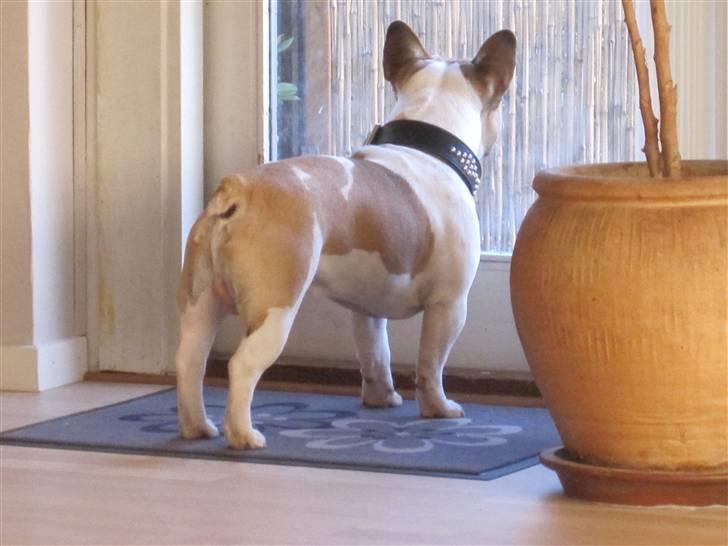 Fransk bulldog Walter billede 4