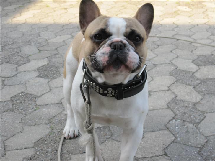 Fransk bulldog Walter billede 5