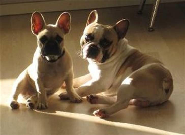 Fransk bulldog Walter - mit eget badebassin billede 6