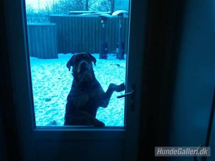 Rottweiler Tess <3 billede 9