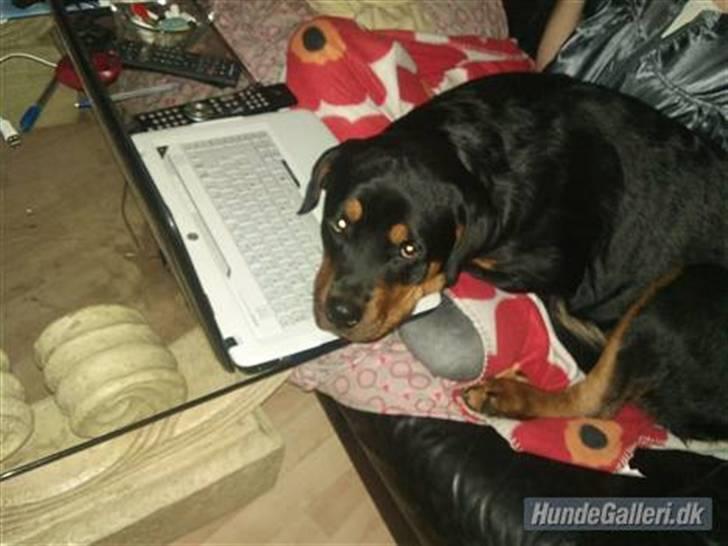 Rottweiler Tess <3 billede 10