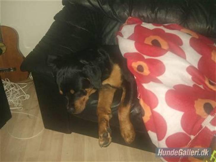 Rottweiler Tess <3 billede 11