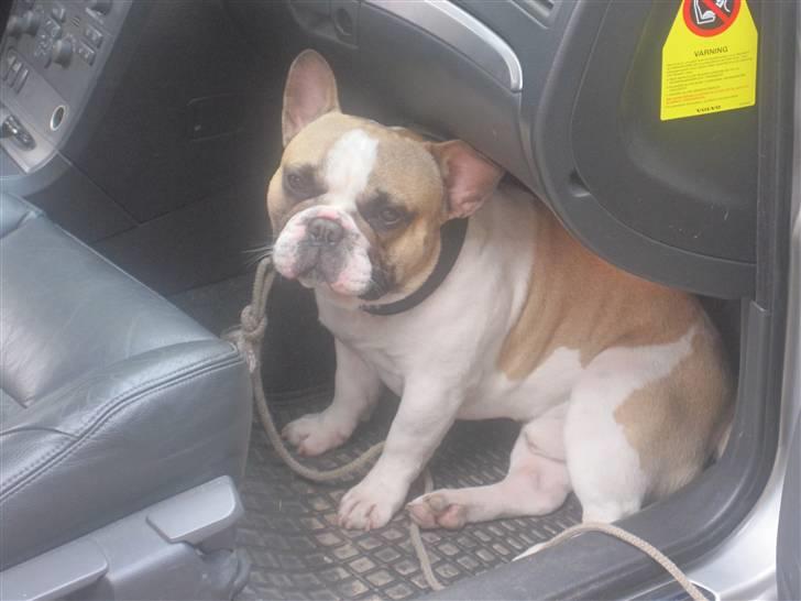 Fransk bulldog Walter - ØHHH...skal vi ikke ud at køre nu? billede 7