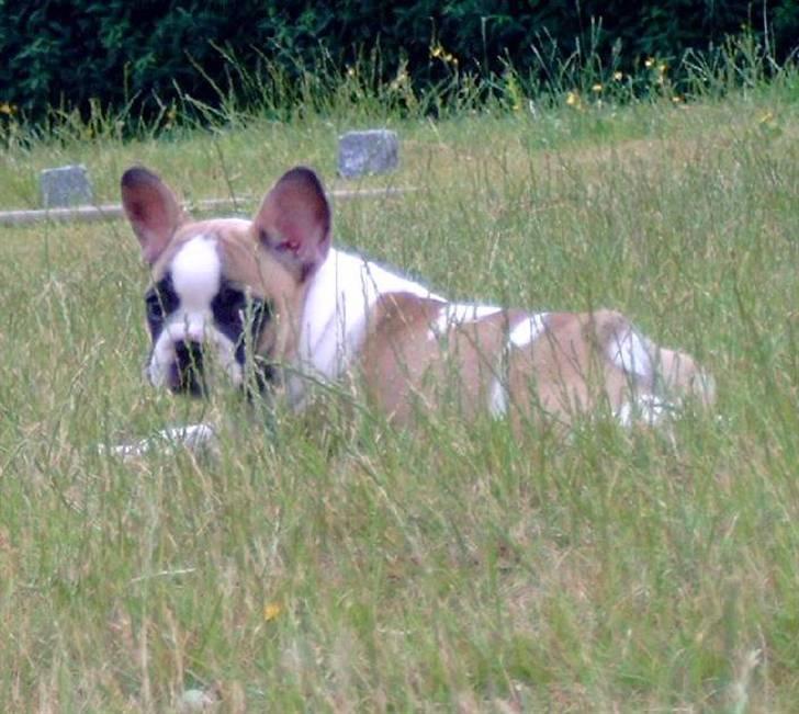 Fransk bulldog Walter - haløjsa billede 8