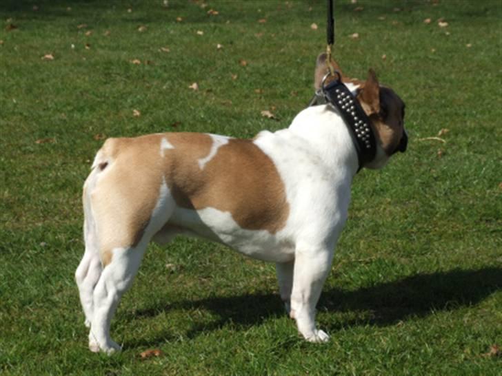 Fransk bulldog Walter billede 9