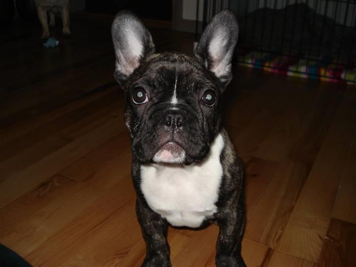 Fransk bulldog Conrad billede 1