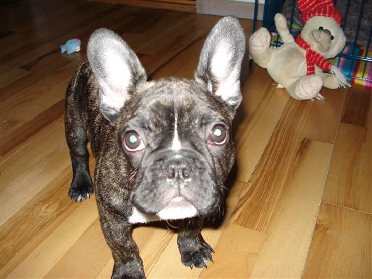 Fransk bulldog Conrad billede 2