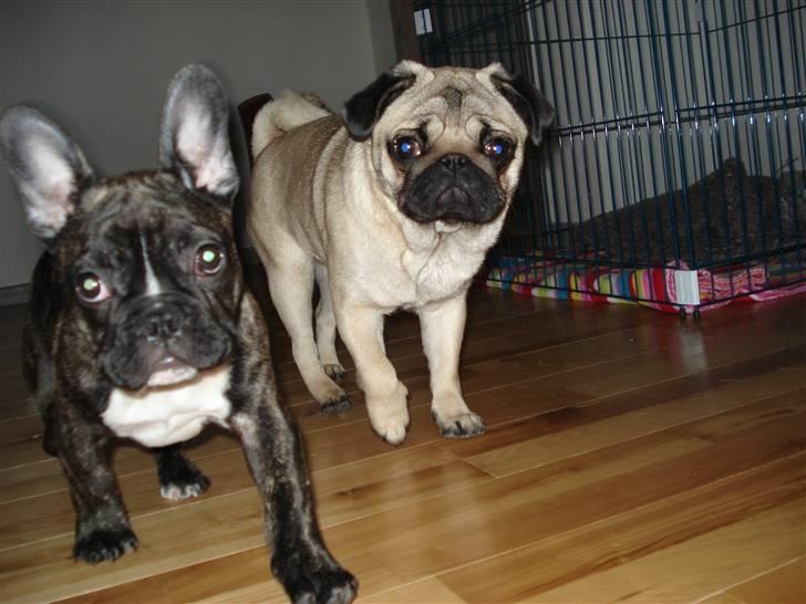 Fransk bulldog Conrad billede 3