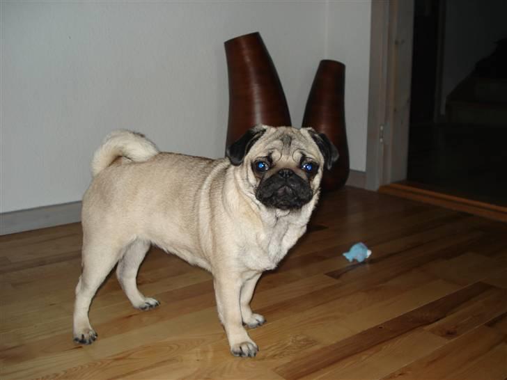 Mops Luna billede 7