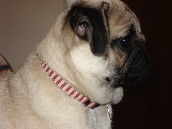 Mops Luna billede 8
