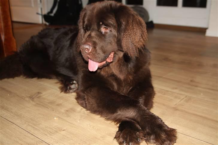 Newfoundlænder Alma - Alma ligger lige så fint og slapper af efter at have leget rigtig godt med sin gode hundeven, Max billede 9