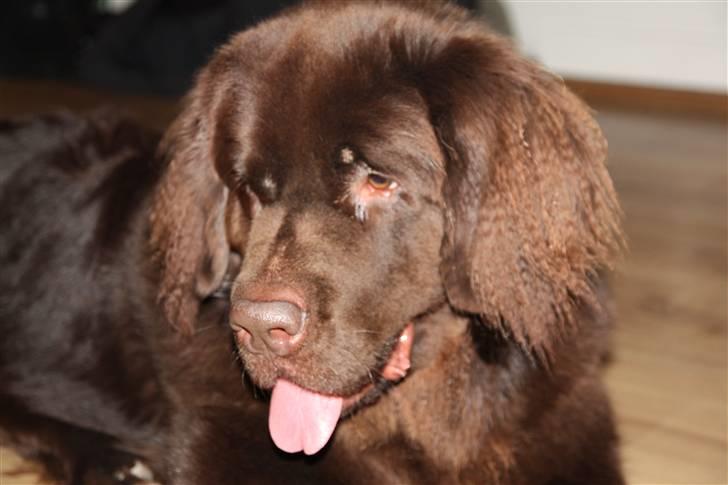 Newfoundlænder Alma - Man bliver bare så snasket over det hele af at lege med vennen, Max... Men skidt pyt, man får sådan nogle fine crep krøllede øre af det... :0) billede 10