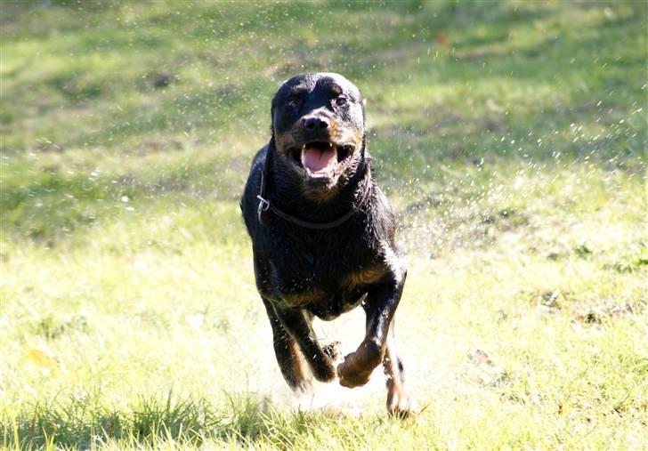 Rottweiler Simba - 3 år billede 19