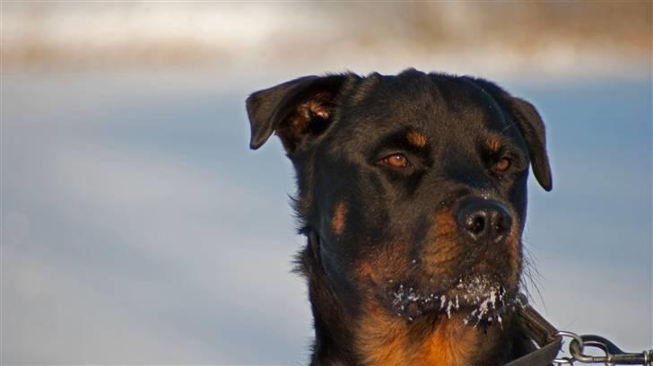 Rottweiler Simba - 3,5 år billede 20