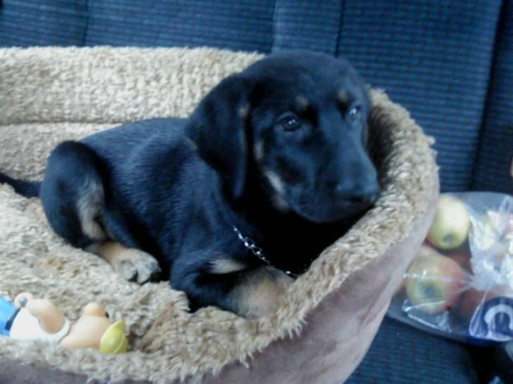 Blanding af racer Bølle *SOLGT - To dage efter vi fik ham. billede 1