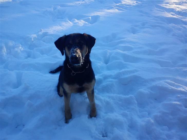 Blanding af racer Bølle *SOLGT - Se mig, se mig :) billede 2