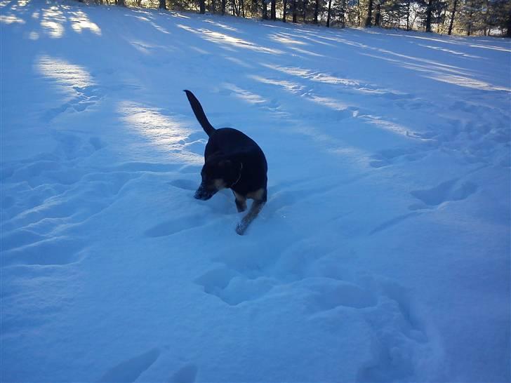 Blanding af racer Bølle *SOLGT - Jeg elsker sne.. billede 3