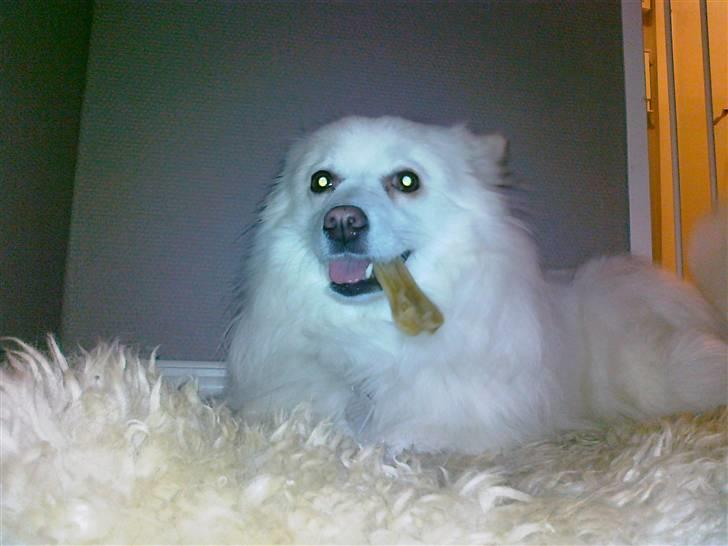 Japansk spids sif billede 19