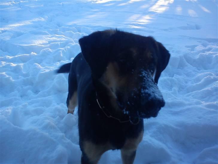 Blanding af racer Bølle *SOLGT billede 4