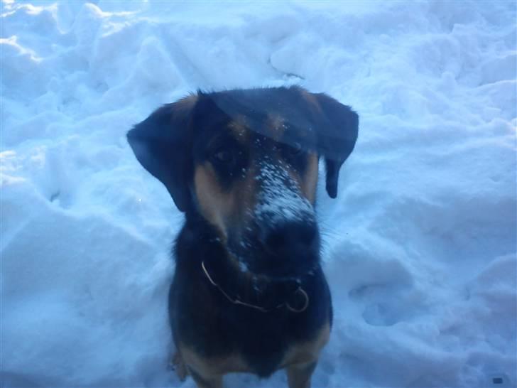 Blanding af racer Bølle *SOLGT billede 5