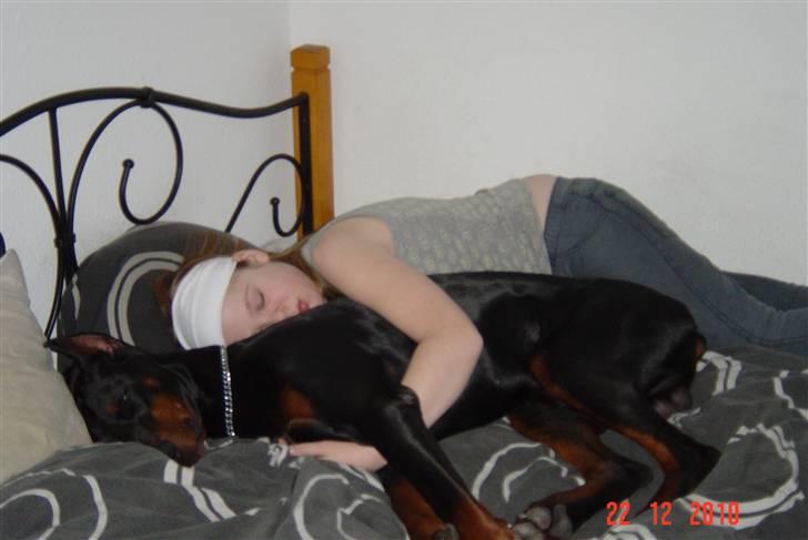 Dobermann Nadal di altobello(DINO) billede 9