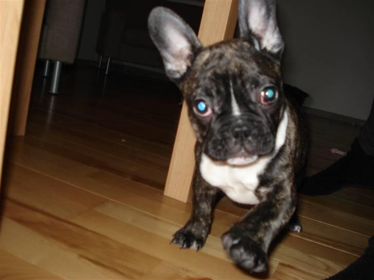 Fransk bulldog Conrad billede 4