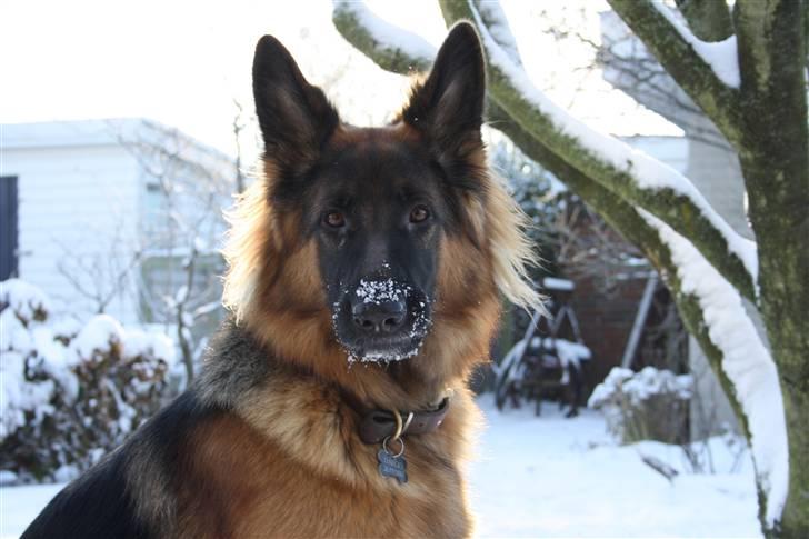 Schæferhund Beauty Bella Tiargo billede 9