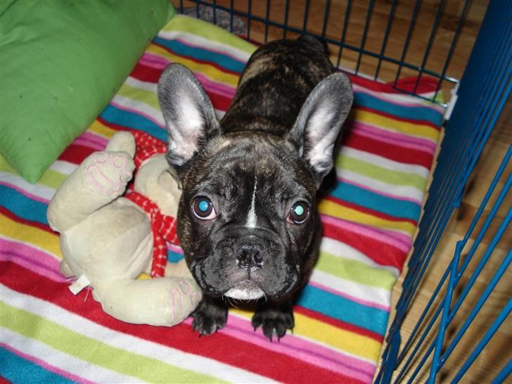 Fransk bulldog Conrad billede 5