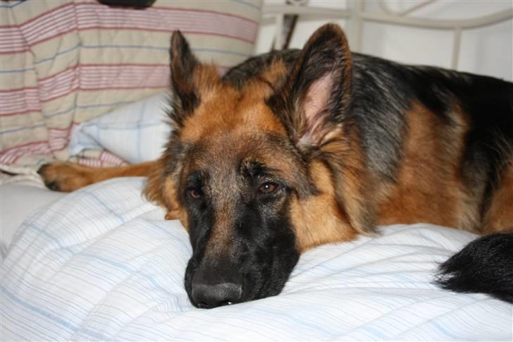 Schæferhund Beauty Bella Tiargo billede 10