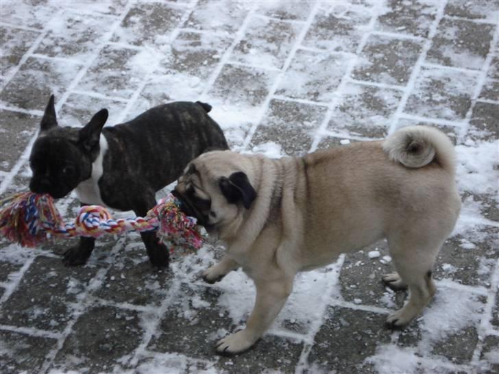 Mops Luna billede 10