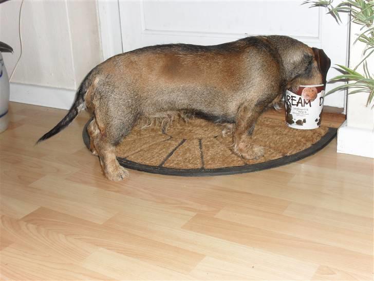 Gravhund Holmes Bakke Bimse - Bimse elsker is :D  billede 5