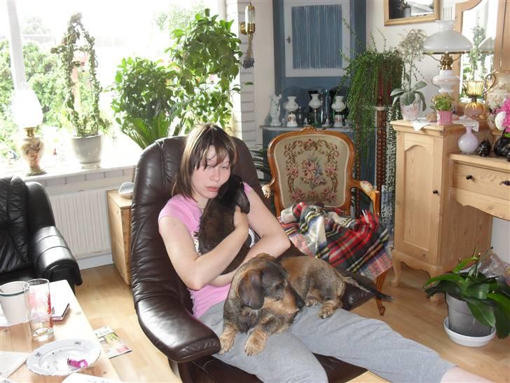 Gravhund Holmes Bakke Bimse - Bimse kan godt blive Jaloux når man sidder med en kanin :D  billede 6