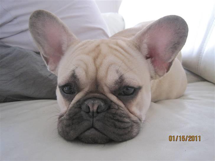 Fransk bulldog silldorff´s Papaya(freja) billede 1