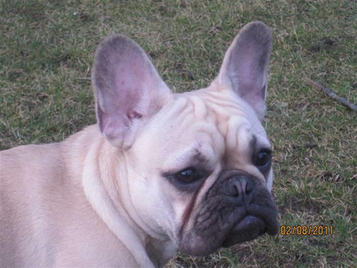 Fransk bulldog silldorff´s Papaya(freja) billede 3