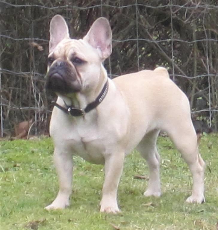 Fransk bulldog silldorff´s Papaya(freja) billede 7