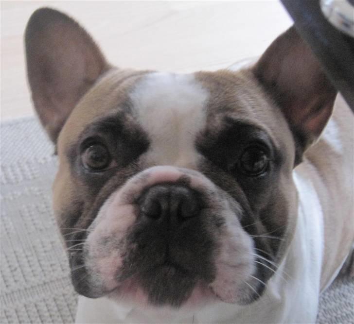 Fransk bulldog Walter billede 10