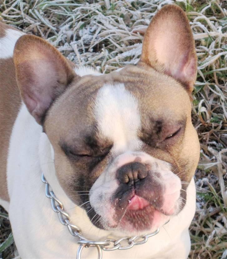 Fransk bulldog Walter billede 11