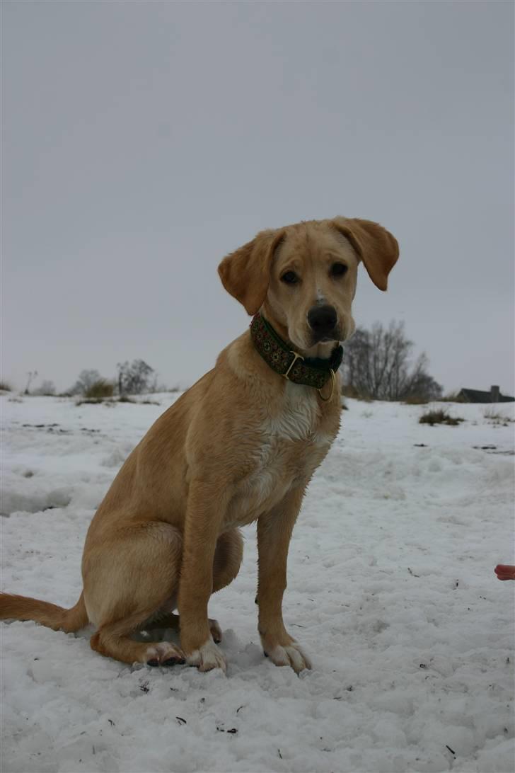 Blanding af racer Carla billede 10