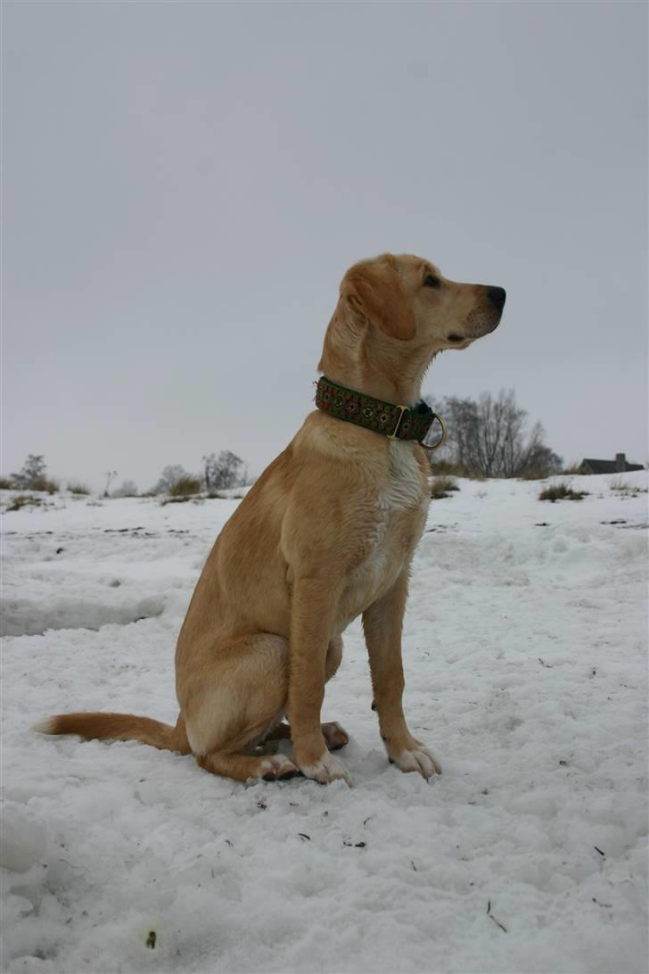 Blanding af racer Carla billede 11