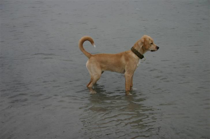 Blanding af racer Carla billede 12