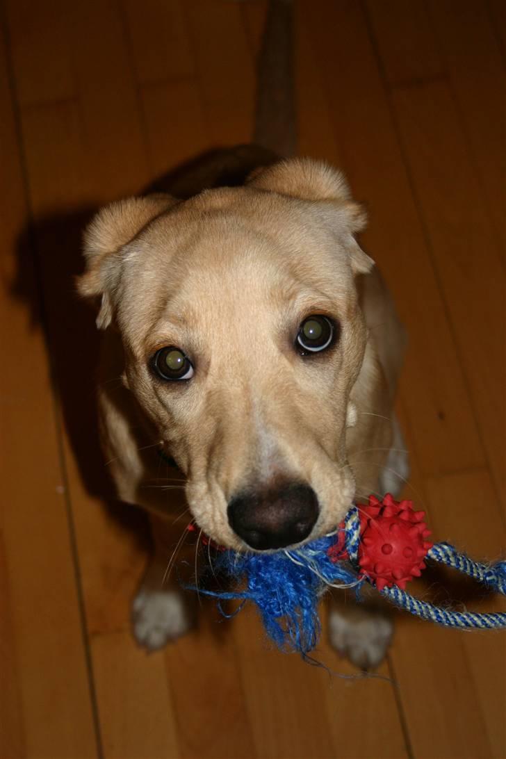 Blanding af racer Carla billede 13