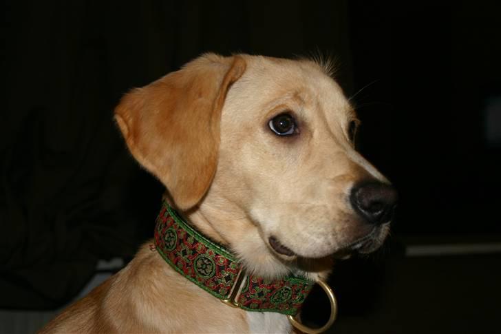 Blanding af racer Carla billede 14