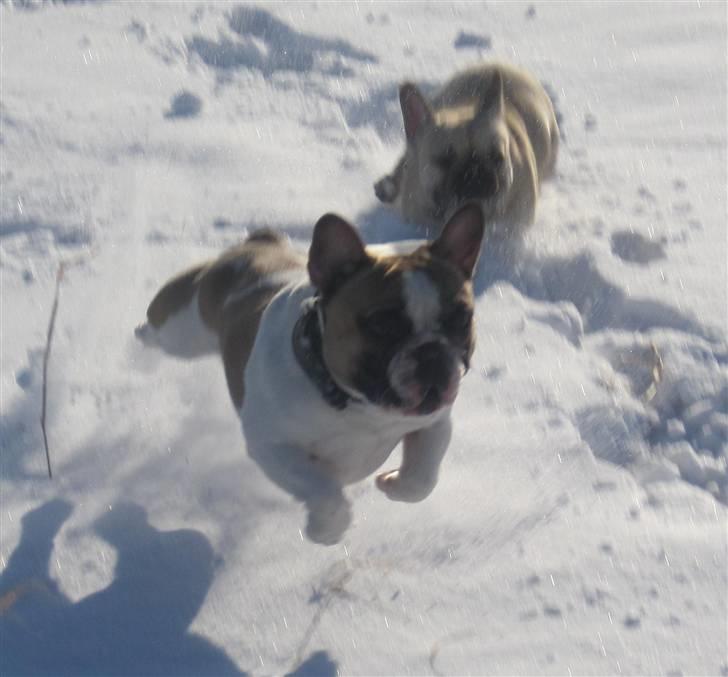 Fransk bulldog Walter billede 12